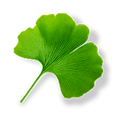 Ginkgo Biloba Extract