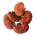 Reishi Mushroom Fruiting Body Extract