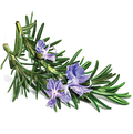 Antioxidant Blend