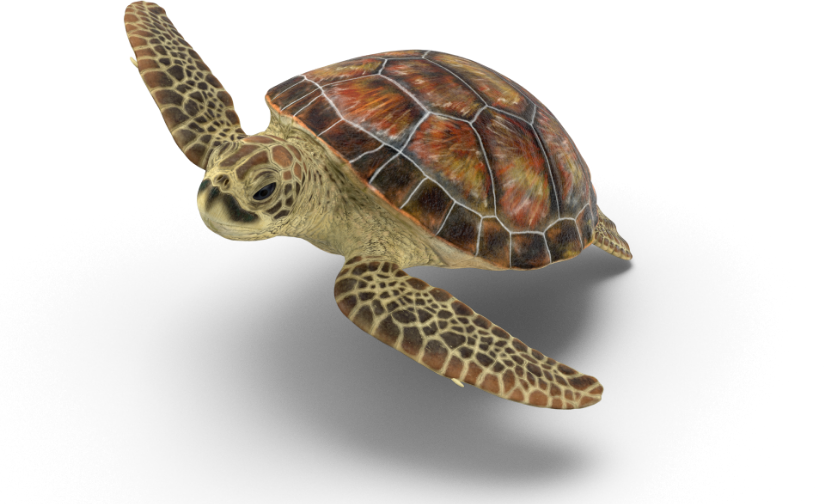 Sea Turtle