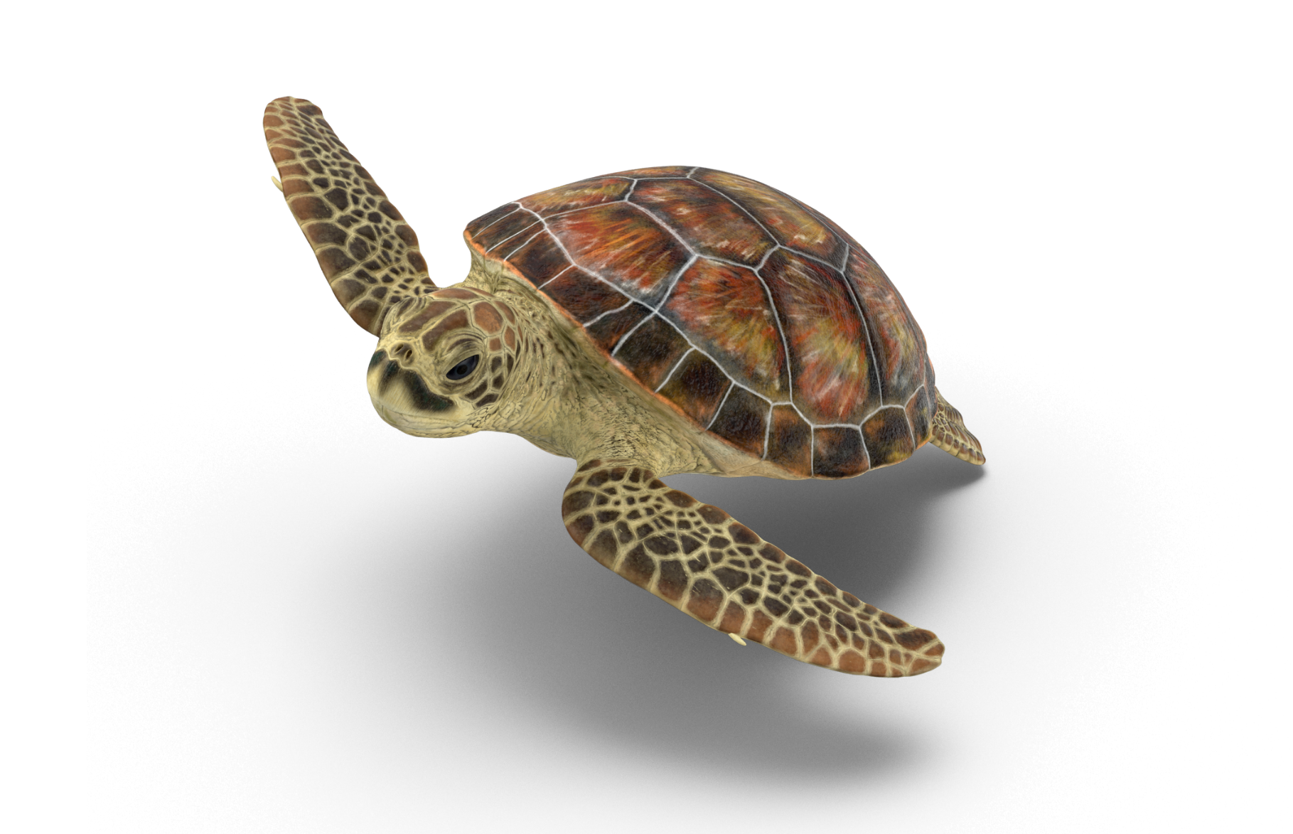 Sea Turtle